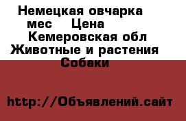 Немецкая овчарка 1.5 мес. › Цена ­ 3 000 - Кемеровская обл. Животные и растения » Собаки   
